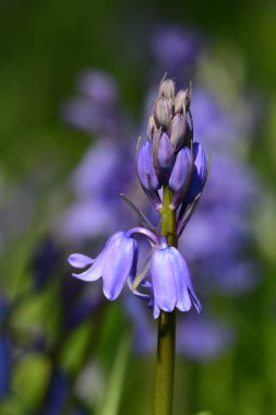Çiçek açan bir çan çiçeğini kapat (hyacinthoides non-scripta)