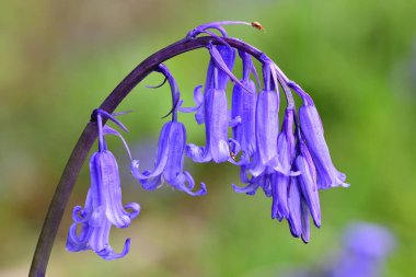 Tek bir BlueBell çiçeğinin (Hyacinthoides non-scripta) açılışını kapat