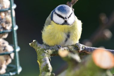 Bir kuş yemliğinin yakınındaki bir dala tüneyen bir mavi etitin (siyanistes caeruleus) kapağı