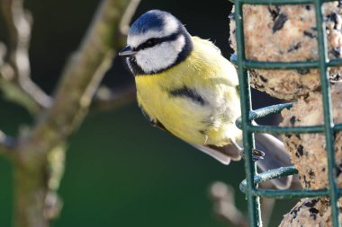 Bir kuş besleyicisiyle beslenen bir Bluetit 'in (siyanistes caeruleus) kapanışı