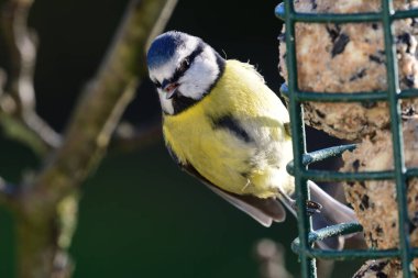 Bir kuş besleyicisiyle beslenen bir Bluetit 'in (siyanistes caeruleus) kapanışı