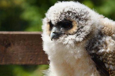 Bir bebek kahverengi tahta baykuşunun portresini kapat (strix leptogrammica)