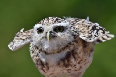 Kanatlarını çırpan bir baykuşun portresi (Athene cunicularia)