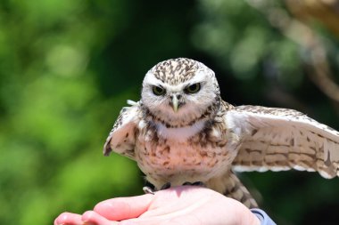 Bir insanın eline tünemiş bir baykuş portresi (Athene cunicularia)