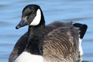 Kanada kazı (branta canadensis) suda yüzüyor