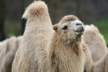 Bir devenin portresini kapat.