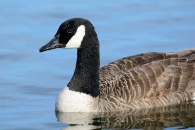 Kanada kazı (branta canadensis) suda yüzüyor