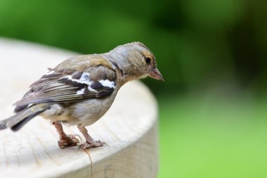 Piknik masasına tüneyen sıradan bir papatya ağacının portresi.