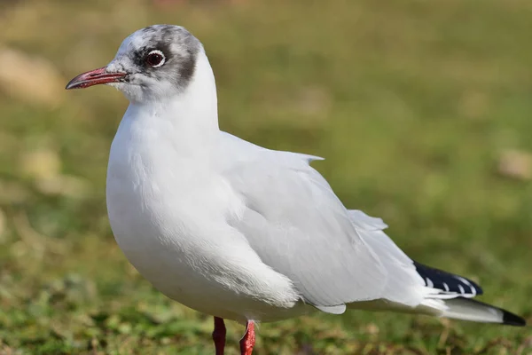 Retrato Cerca Una Gaviota Cabeza Negra Chroicocephalus Ridibundus — Foto de Stock