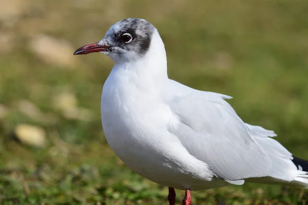 Retrato Cerca Una Gaviota Cabeza Negra Chroicocephalus Ridibundus —  Fotos de Stock