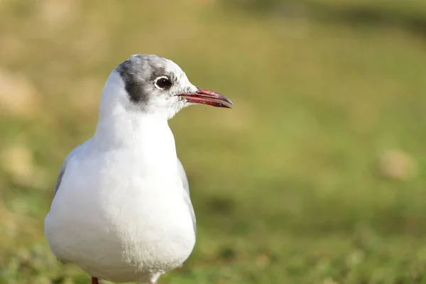 Close Retrato Uma Gaivota Cabeça Preta Chroicocephalus Ridibundus — Fotografia de Stock