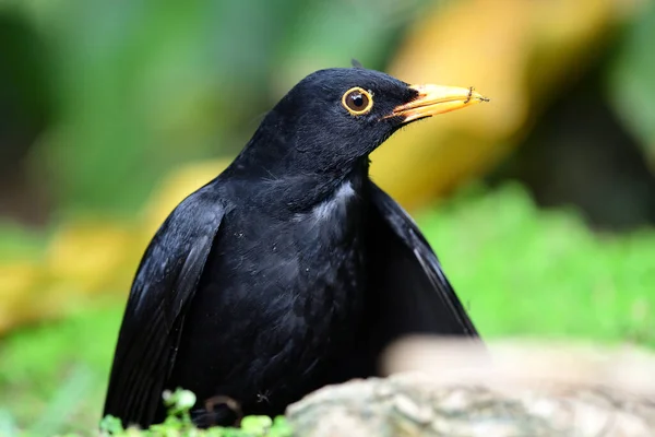 Primer Plano Mirlo Común Turdus Merula Con Hormigas Pico —  Fotos de Stock