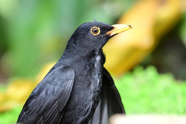 Primer Plano Mirlo Común Turdus Merula Con Hormigas Pico — Foto de Stock