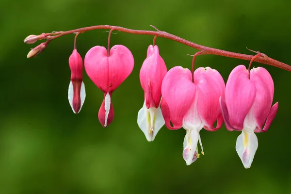 Primer Plano Una Flor Corazón Sangrante Dicentra Spectabilis Flor — Foto de Stock