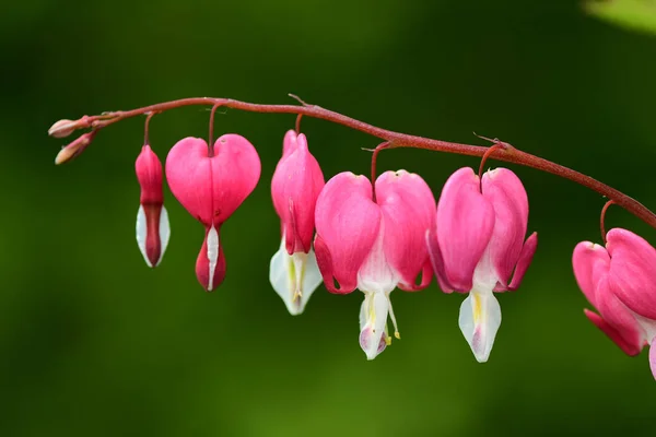 Närbild Ett Blödande Hjärta Dicentra Spectabilis Blomma Blom — Stockfoto