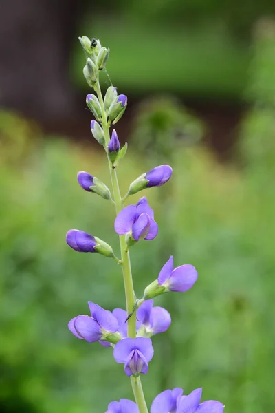 蓝色野生靛蓝花 澳大利亚洗礼花 — 图库照片