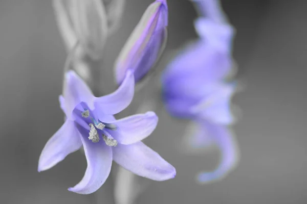 Macro Shot Bluebell Flower Hyacinthoides Non Scripta — Stock Photo, Image