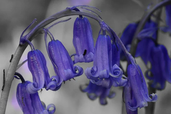 Colorsplash Single Bluebell Flower Bloom — Stock Photo, Image