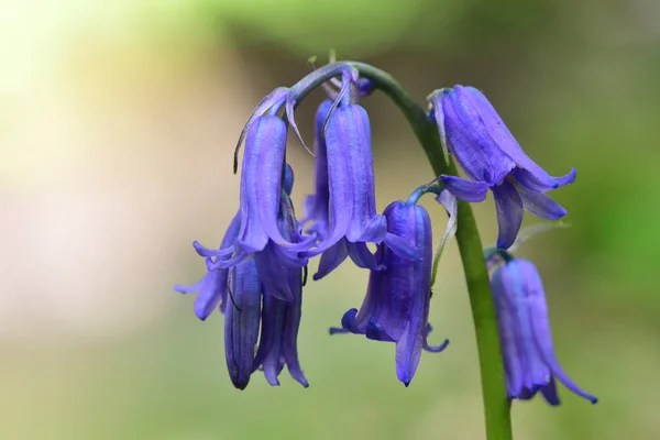 Close Single Bluebell Flower Bloom — Stock Photo, Image