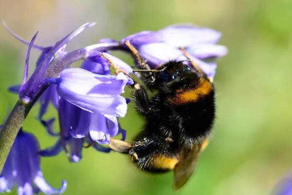 Makro Skott Humla Pollinera Blåklocka Blomma — Stockfoto