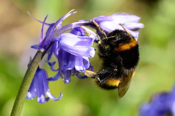 Makro Skott Humla Pollinera Blåklocka Blomma — Stockfoto