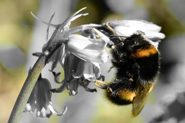 Colorsplash Una Abeja Abejorros Polinizando Una Flor Bluebell — Foto de Stock