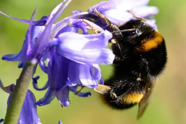 Makro Skott Humla Pollinera Blåklocka Blomma — Stockfoto