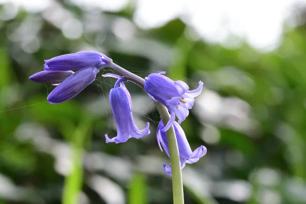 Close Single Bluebell Hyacinthoides Non Scripta Flower Bloom — Stock Photo, Image