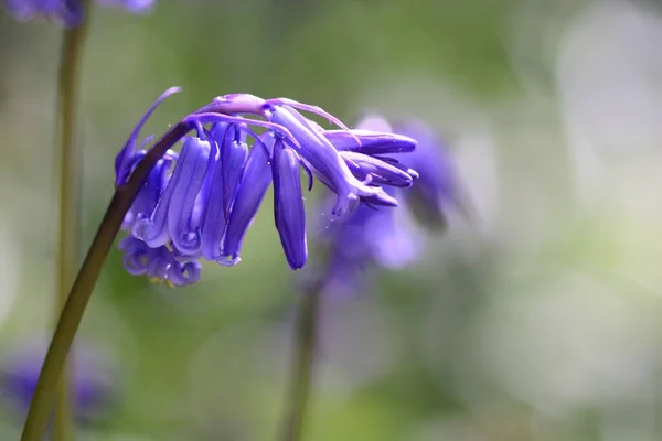 Gros Plan Une Fleur Cloche Bleue Hyacinthoides Non Scripta Fleur — Photo