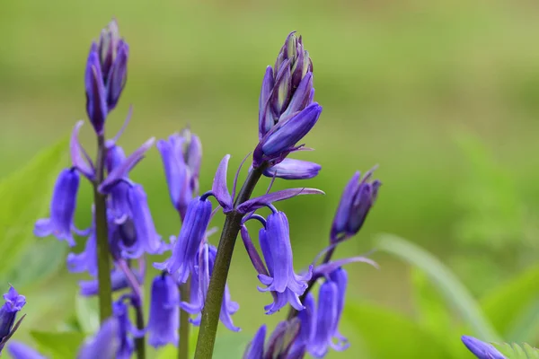 Gros Plan Fleurs Cloche Bleue Hyacinthoides Non Scripta Fleurs — Photo