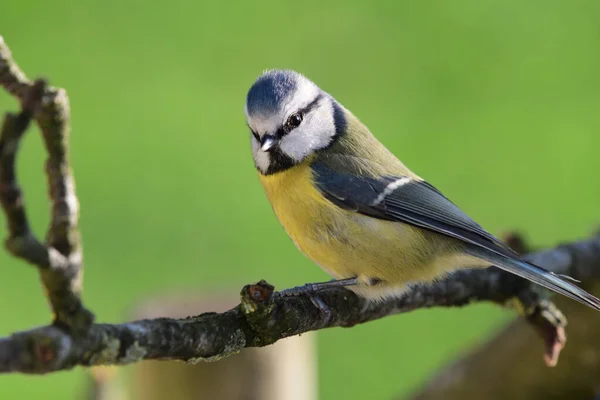 Porträt Einer Blaumeise Cyanistes Caeruleus Die Auf Einem Ast Hockt — Stockfoto