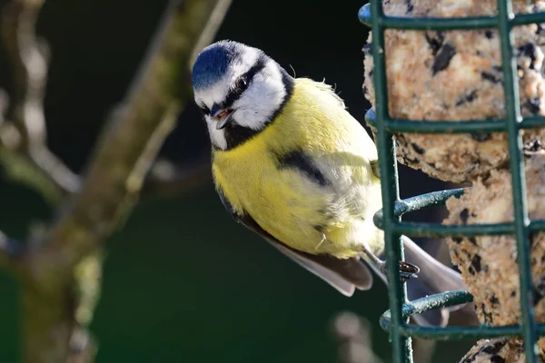 Κοντινό Πλάνο Ενός Bluetit Cyanistes Caeruleus Που Τρέφεται Από Τροφοδότη — Φωτογραφία Αρχείου