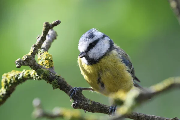 Zbliżenie Eurazjatyckiego Błękitnopłetwego Cyanistes Caeruleus Siedzącego Gałęzi — Zdjęcie stockowe