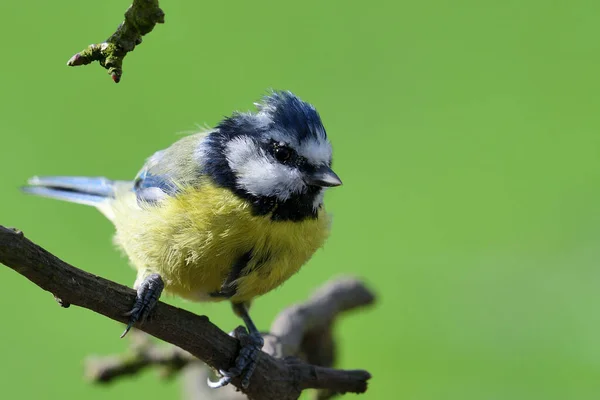 Tett Inntil Eurasisk Blåetit Cyanistes Caeruleus Gren – stockfoto