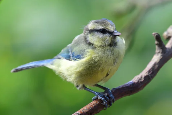 Porträt Einer Eurasischen Blaumeise Cyanistes Caeruleus Die Auf Einem Ast — Stockfoto