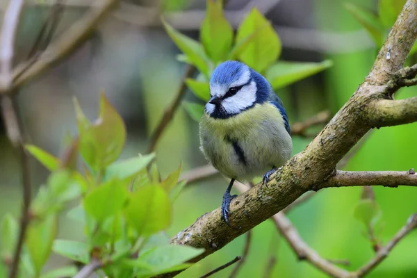 Close Eurasian Blue Tit Cyanistes Caeruleus Perching Branch — Stock Photo, Image