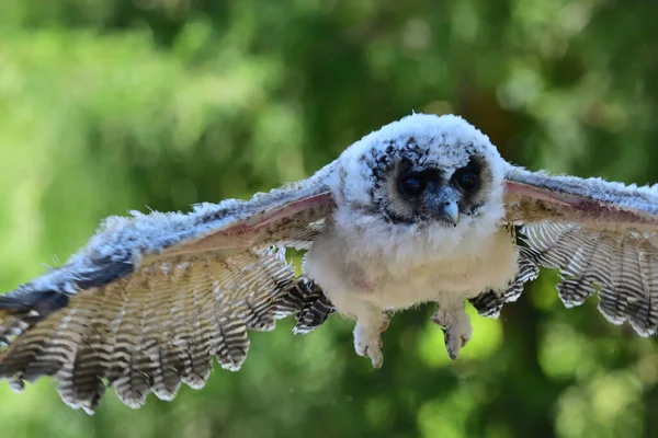 Zbliżenie Sowy Drzewnej Strix Leptogrammica Locie — Zdjęcie stockowe