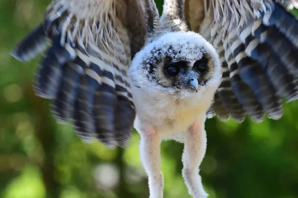 Close Baby Brown Wood Owl Strix Leptogrammica Flight — Stock Photo, Image