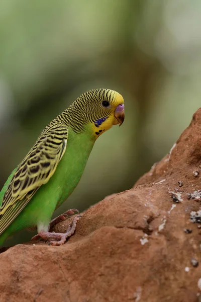 Retrato Bugie Melopsittacus Undulata Empoleirado Sobre Uma Rocha — Fotografia de Stock