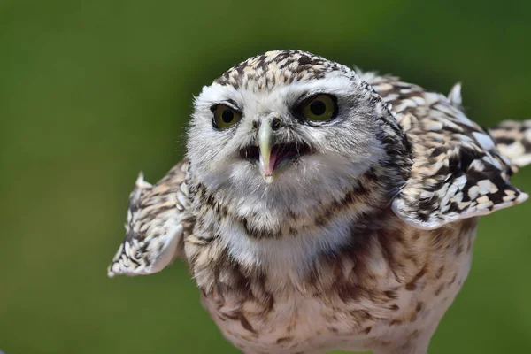 Portrait Burrowing Owl Athene Cunicularia Flappijng Its Wings — стоковое фото