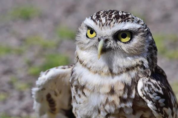 Close Portret Van Een Gravende Uil Athene Cunicularia — Stockfoto