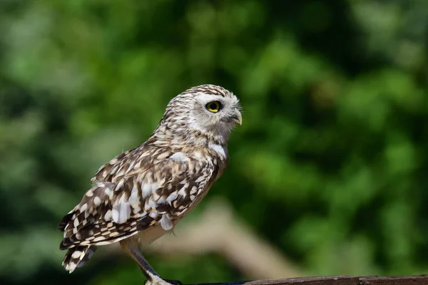 Portret Van Een Gravende Uil Athene Cunicularia Een Hekwerk — Stockfoto