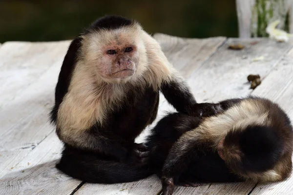 Portret Dwóch Panamskich Białych Kapucynów Imitator Cebuli Małp Zoo — Zdjęcie stockowe