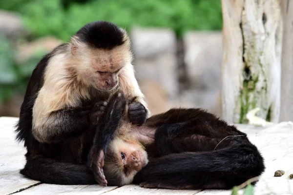 Retrato Dos Monos Capuchinos Cara Blanca Panameños Imitador Cebus Zoológico —  Fotos de Stock