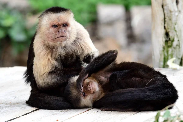 Retrato Dos Monos Capuchinos Cara Blanca Panameños Imitador Cebus Zoológico —  Fotos de Stock