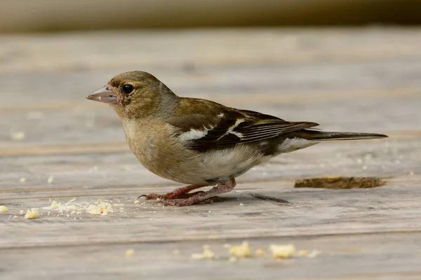 Porträtt Vanlig Chaffink Fringilla Coelebs Som Letar Efter Smulor Ett — Stockfoto