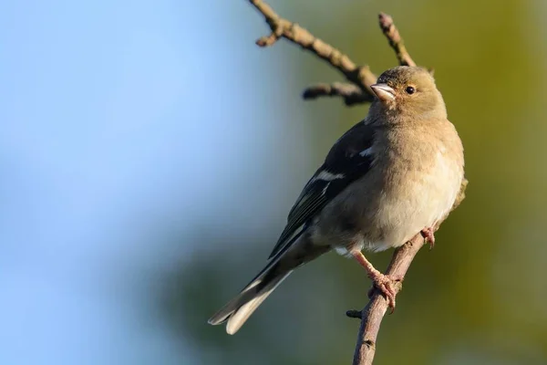 Portrait Une Pintade Fringilla Coelebs Perchée Sur Une Branche — Photo