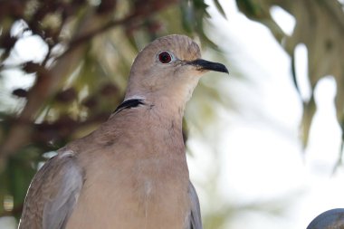 Avrasyalı bir güvercinin portresi (streptopelia decaocto)