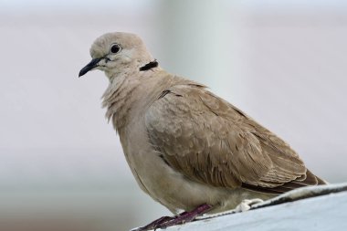Avrasya 'ya özgü yakalı güvercin portresini kapat (streptopelik dekaokto)