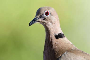 Avrasya yakalı güvercini kafası sıcak (streptopelia decaocto)